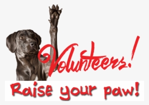 Raise Your Paw - Dog Training #3584705