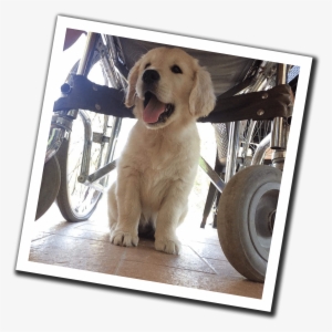 Training Social Service Dogs In The Heart Of Tuscany - Golden Retriever #3584771
