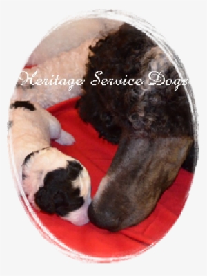 Heritage Service Dogs - Pyrenean Mastiff #3584898