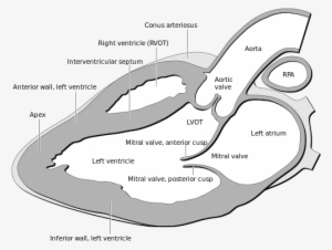 Heart Normal Lpla Echo View - Echo Views Of Heart #3585867