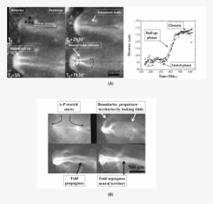 (from Movie 4) - Cartilaginous Fish #3586450