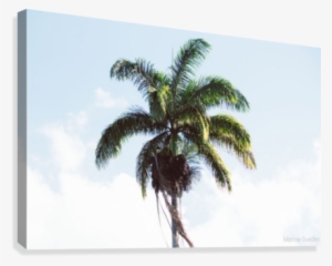 Coconut Tree Canvas Print - Coconut #3591269