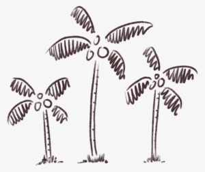 Coconut Bowls - Attalea Speciosa #3591293