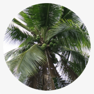 Discover The Story Of Cocozone 100% Pure Coconut Water - Desert Palm #3591296