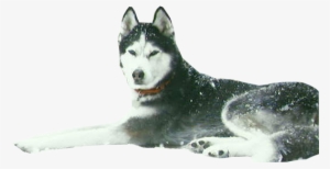 Be Sure To Save That Image As A Png File, As Jpg Files - Husky With Transparent Background #3591858