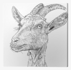 A Vector Drawing Canvas Print • Pixers® • We Live To - Chewing The Page: The Mourning Goats Interviews #3594623 A Vector Drawing Canvas Print • Pixers® • We Live To - Chewing The Page: The Mourning Goats Interviews #3594623