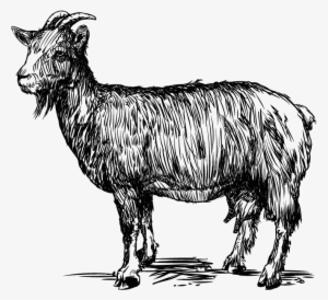 Goats In Crete - Goat Line Vector Png #3594666