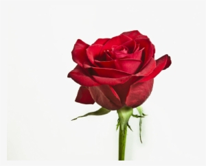 Flower Png Image With Transparent Background - Red Rose Single Flowers Hd #3594840