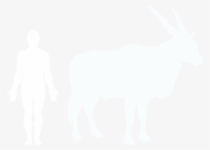 Common Eland And Human #3594916