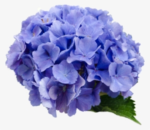 Background,free Pictures, Free Photos - Hydrangea Transparent #3595171