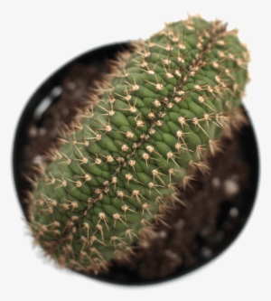 Echinopsis 'caterpillar Cactus' - Cactus #360354