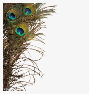 Peacock Feather Png Image - Peacock Feather Real Png #361013