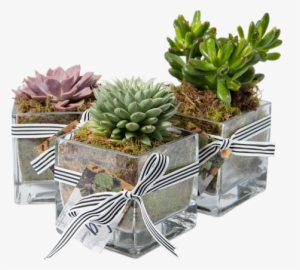 Succulent - Succluent Transparent Png #361206