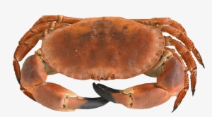 Dungeness Crab #361288