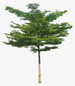 Tropical Plant Pictures - Terminalia Mantaly 3d Model #361423