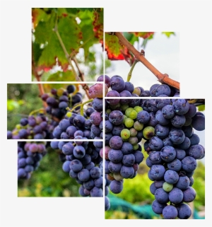 Grapes - Agriculture #361464