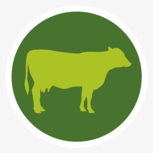 Cow #361483
