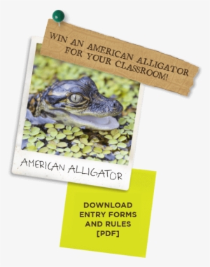 Education - Alligator #362502 Education - Alligator #362502