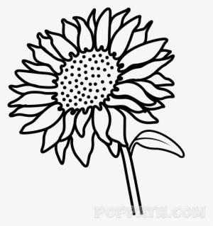 Sunflower Drawing Png Graphic Royalty Free Library - Flower #362871