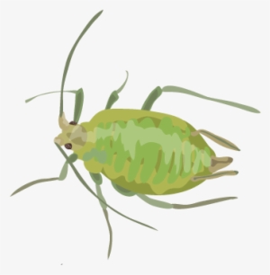 201412 Green Peach Aphid - Transparent Aphid Png #363320