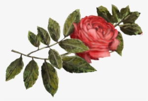 Crimson Rose - Rose #363923