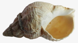 Free Png Sea Shell Png Images Transparent - Seashell #364499