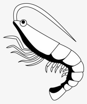 Shrimp Clip Art Related Keywords - Black And White Clip Art Shrimp #364591
