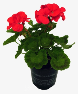 Potted Plants And Flowers Png - Geraniums Png #364738