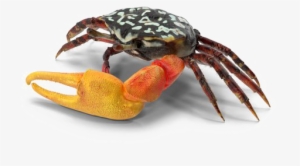 Crab Free Png Image - Fiddler Crab Transparent Background #364756