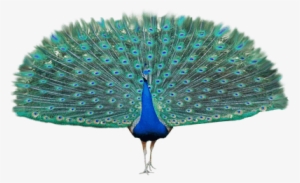 Peacock Open Wings Transparent Png - Beautiful Feather Peacock Png #364890