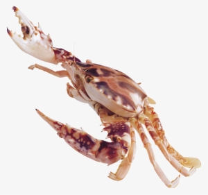 Crustaceans Png #365570