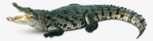Alligator Clipart Transparent Background - Crocodile Png #365789