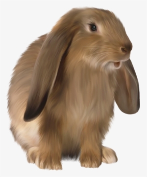 Brown Rabbit Png Free Download - Rabbit #365866