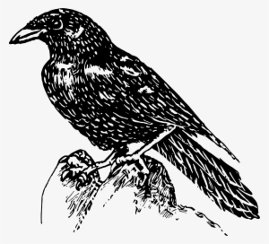 This Free Icons Png Design Of Raven 2 #365923