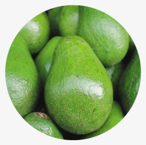 Smashing Avocado Disease Threats - Avocado Cool #365949
