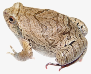 Frog Png Transparent Image - Portable Network Graphics #366285