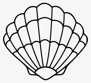 Seashell Mollusc Shell Drawing Pectinidae - Sea Shell Clip Art #366873