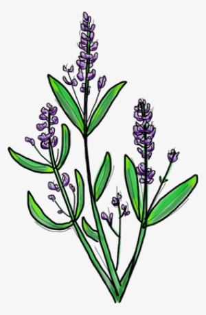 Lavender #367435