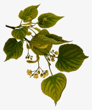 Lime Tree Clip Royalty Free Download #367723