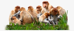 Proboscis Monkeys Are Not A Territorial Species And - Group Of Big Nose Monkeys #368097