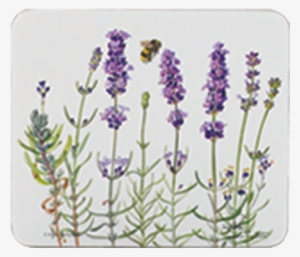 89346 Medium Tray Ilovelavender, 18547 Coaster Ilovelavender - Lavender Table Mats Uk #368220