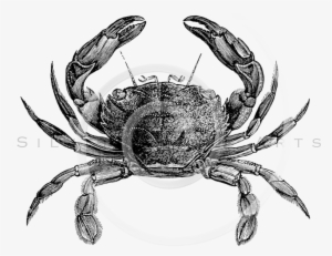 Sea Life Drawing Vintage #368584