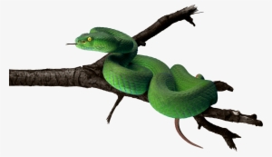 Tree Snake Clipart Snake Tongue - Tree Snake Png #369016