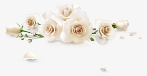 Spilled White Roses - Flower #369606