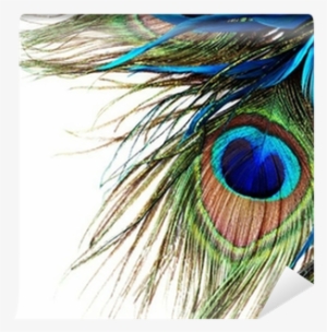 Peacock Feather Wall Mural • Pixers® • We Live To Change - Transparent Background Peacock Feather Png #369803
