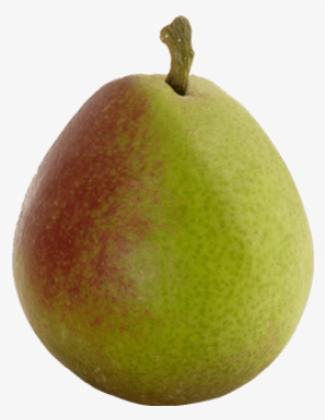 Seckel - Asian Pear #369924