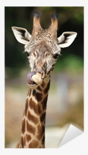 African Reticulated Giraffe Showing Long Tongue By - Reticulated Giraffe #3600575