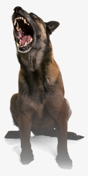 Rooney - Attack Dog Png #3604435