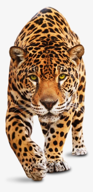 Sometimes It Just Feels Like A Drop In The Ocean - Leopardo Png #3604646