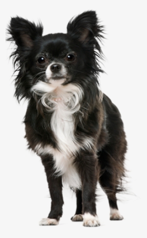 Dog Breed Png #3605445